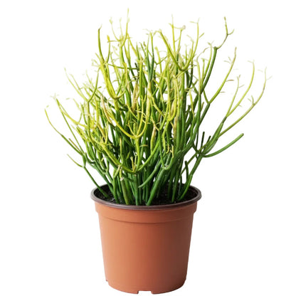 Euphorbia Tirucalli, Pencil Cactus – image 3