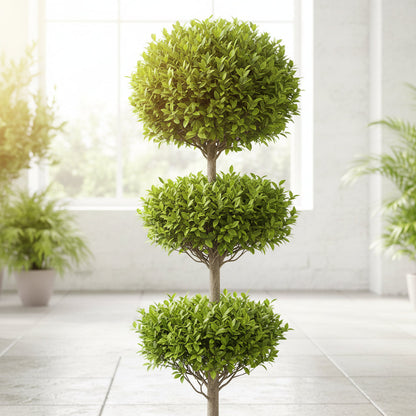 Ficus Diversifolia Three Heads – image 3