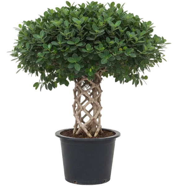 Ficus Panda Cage Shape – image 1