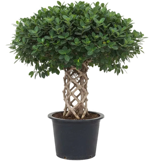 Ficus Panda Cage Shape – image 1