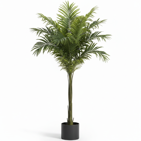 Foxtail Palm, Wodyetia Bifurcata – image 10