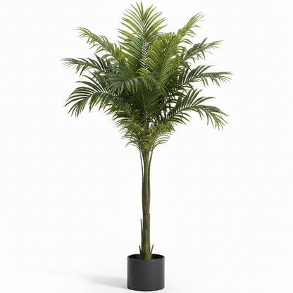 Foxtail Palm, Wodyetia Bifurcata – image 10