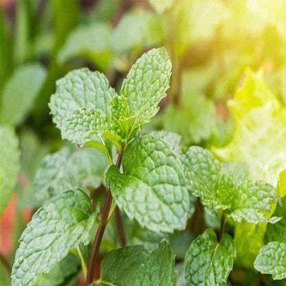 Mint Plant, Mentha – image 4