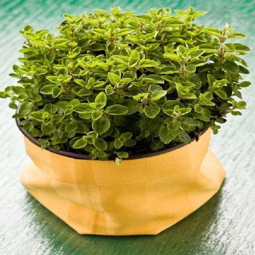 Sweet Marjoram – image 3