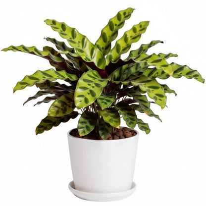 Calathea Lancifolia, Rattlesnake Plant – image 4