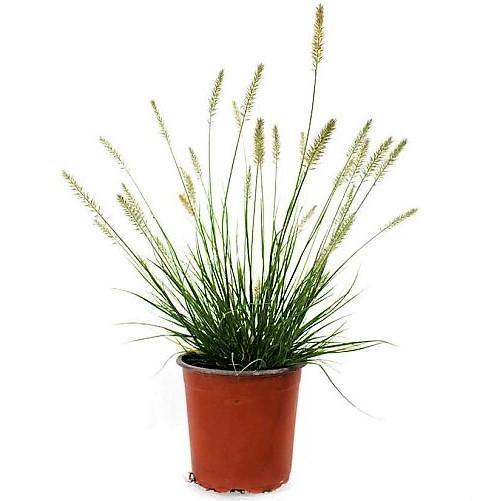 Pennisetum alopecuroides, Chinese fountain grass – image 3