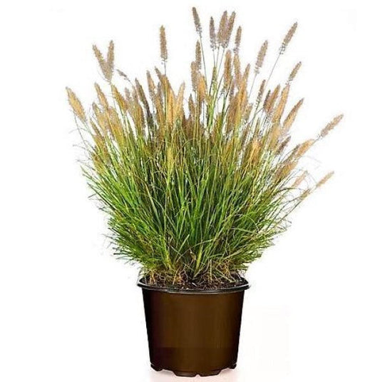 Pennisetum alopecuroides, Chinese fountain grass – image 1