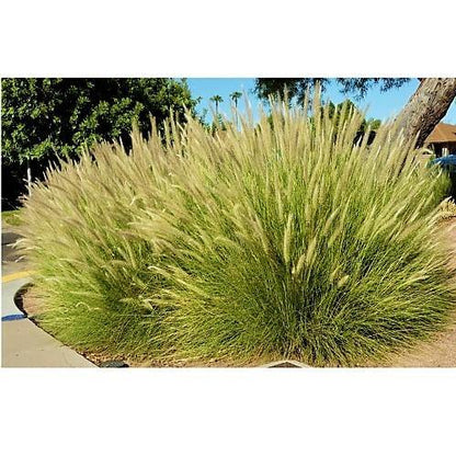 Pennisetum Setaceum, African Fountain Grass, Tender Fountain Grass – image 5
