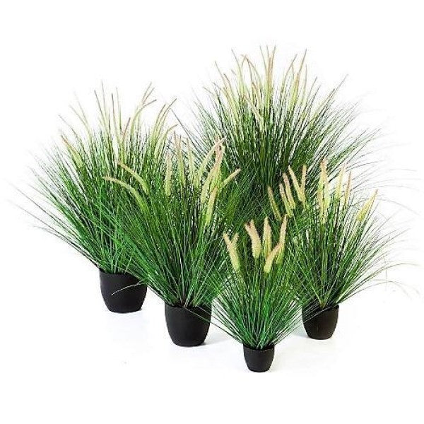 Pennisetum Setaceum, African Fountain Grass, Tender Fountain Grass – image 1