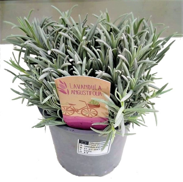 Lavender Herb, Lavandula Dentata – image 3