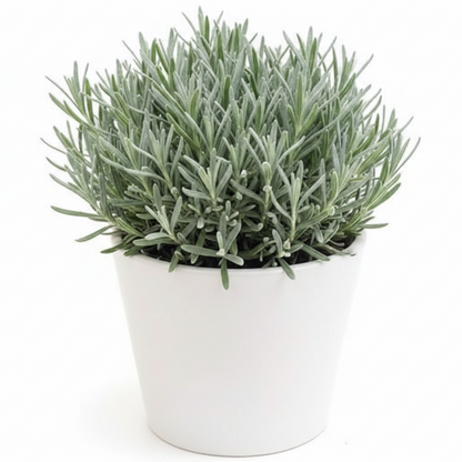 Lavender Herb, Lavandula Dentata – image 6
