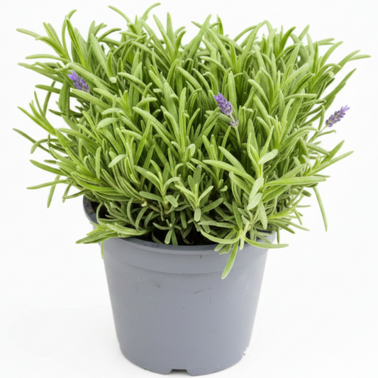 Lavender Herb, Lavandula Dentata – image 1