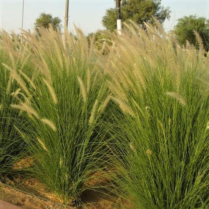 Pennisetum Setaceum, African Fountain Grass, Tender Fountain Grass – image 3
