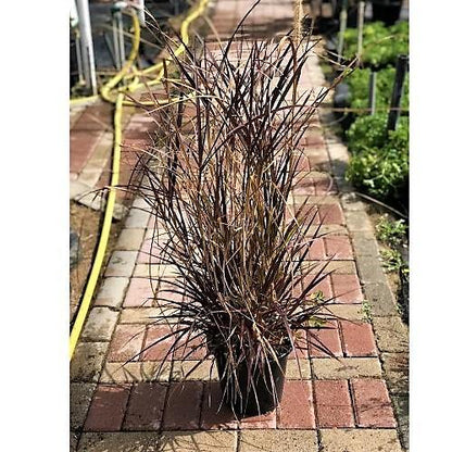 Pennisetum Rubrum, Purple Fountain Grass, African Fountain Grass, Tender Fountain Grass – image 2