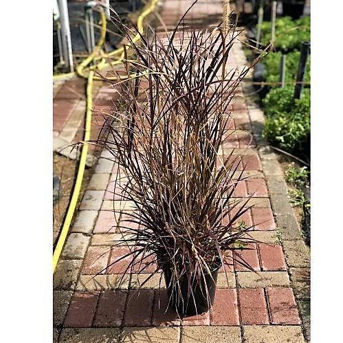 Pennisetum Rubrum, Purple Fountain Grass, African Fountain Grass, Tender Fountain Grass – image 2