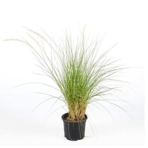 Pennisetum Setaceum, African Fountain Grass, Tender Fountain Grass – image 2