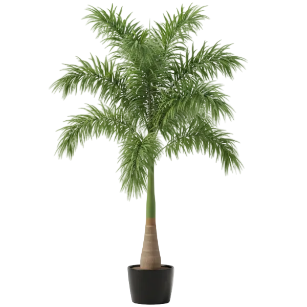 Foxtail Palm, Wodyetia Bifurcata – image 1
