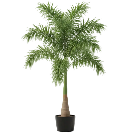 Foxtail Palm, Wodyetia Bifurcata – image 1