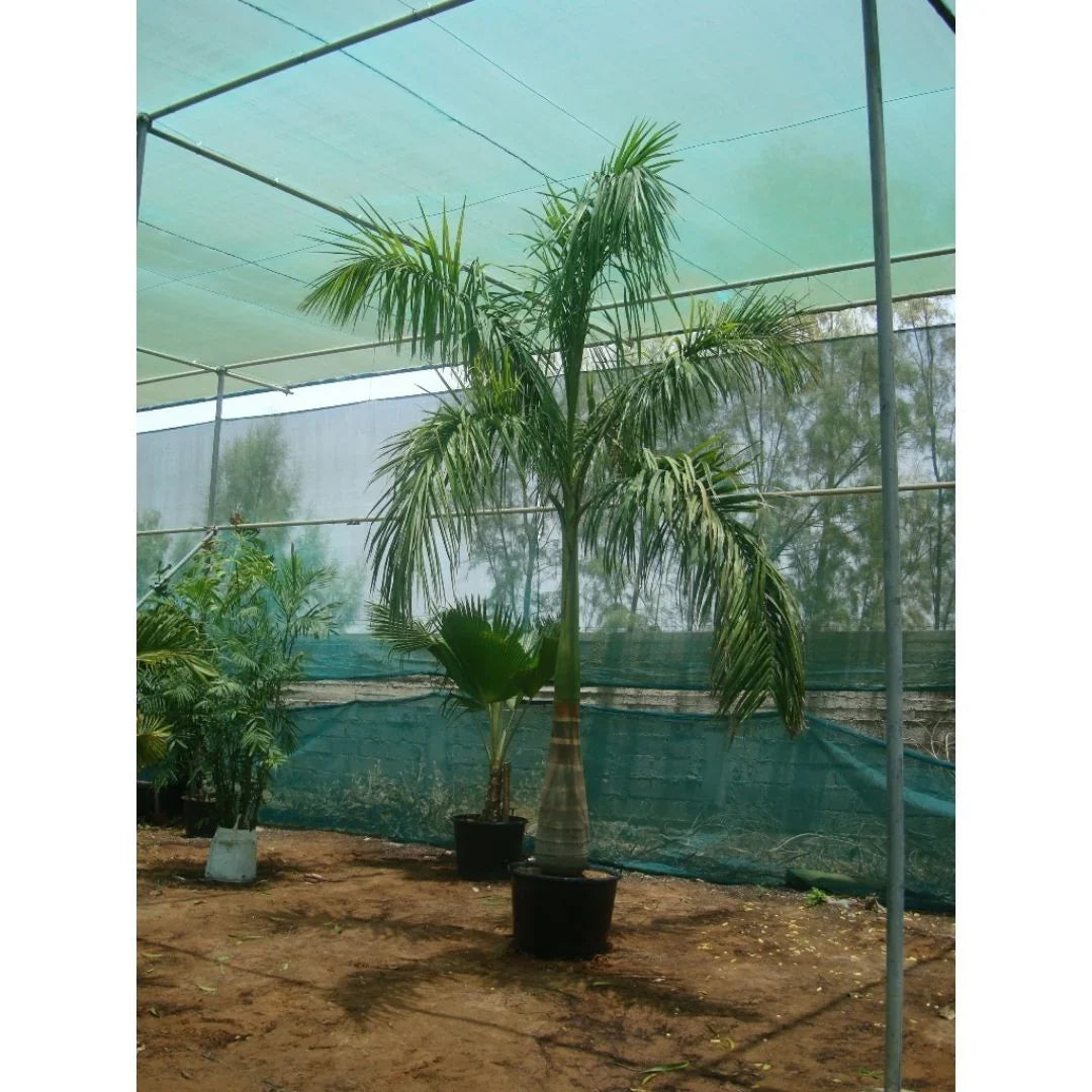 Foxtail Palm, Wodyetia Bifurcata – image 7