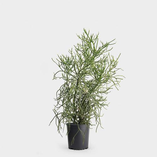 Euphorbia Tirucalli, Pencil Cactus – image 5