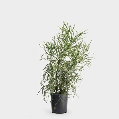 Euphorbia Tirucalli, Pencil Cactus – image 5