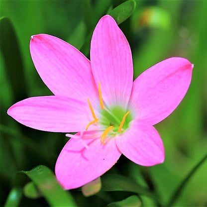 Rain Lily, Zephyr Lily, Zephyranthes Grandiflora, Lilly – image 2