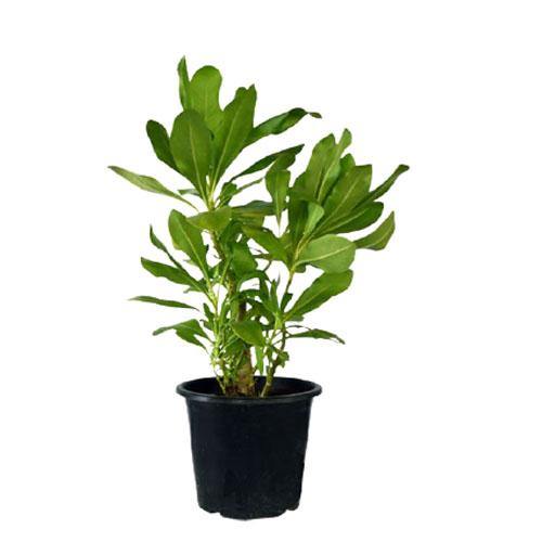 Scaevola frutescens, Vahl Beach Naupaka, Hawaiian Half Flower, Sea Lettuce – image 1