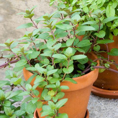 Sweet Marjoram – image 4