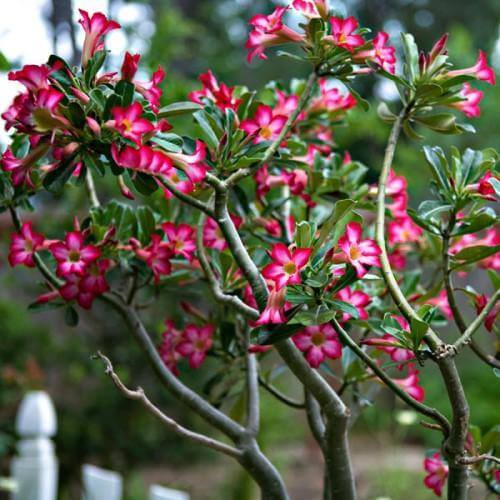 Adenium Obesum, Desert Rose – image 4