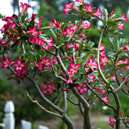 Adenium Obesum, Desert Rose – image 4