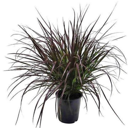Pennisetum Rubrum, Purple Fountain Grass, African Fountain Grass, Tender Fountain Grass – image 1