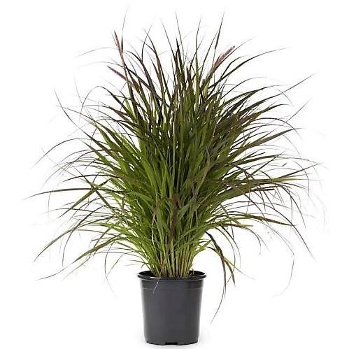 Pennisetum Rubrum, Purple Fountain Grass, African Fountain Grass, Tender Fountain Grass – image 3