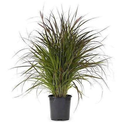 Pennisetum Rubrum, Purple Fountain Grass, African Fountain Grass, Tender Fountain Grass – image 3