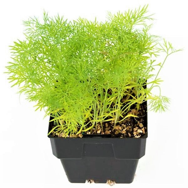 Dill Plant, Anethum Graveolens – image 2
