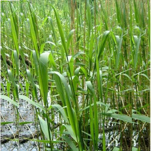 Phragmites Australis, Common Reed – image 3