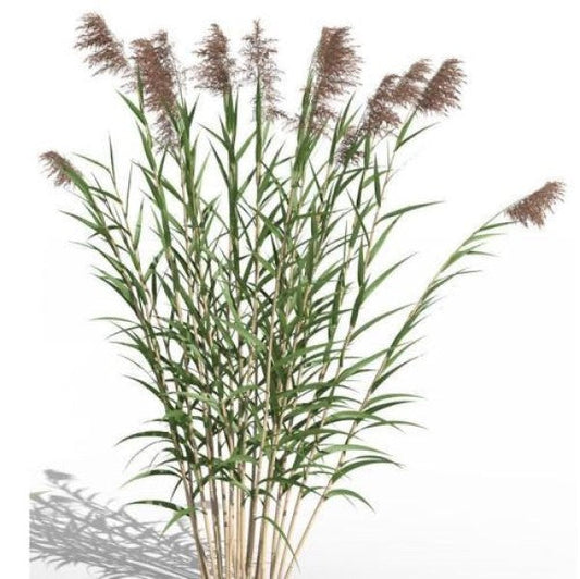 Phragmites Australis, Common Reed – image 1