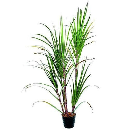 Saccharum Officinarum, Sugarcane – image 1