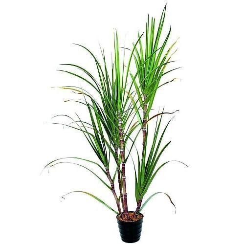 Saccharum Officinarum, Sugarcane – image 1
