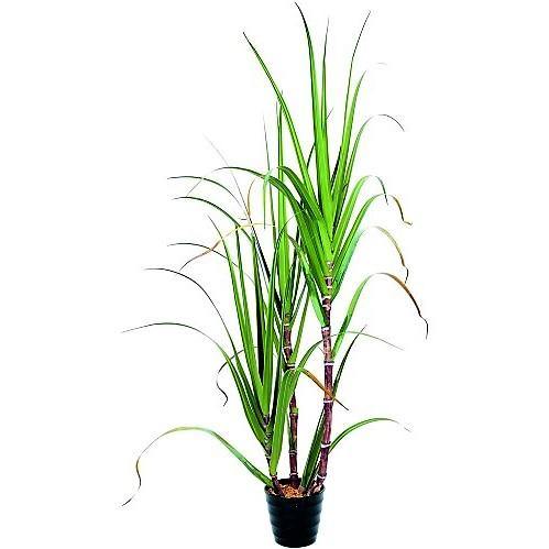 Saccharum Officinarum, Sugarcane – image 4
