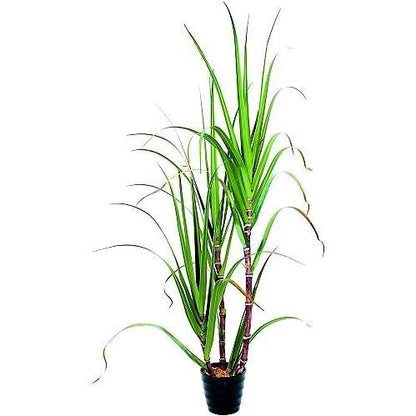 Saccharum Officinarum, Sugarcane – image 4