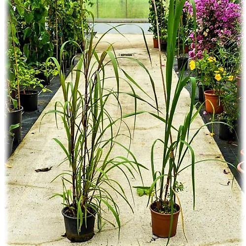 Saccharum Officinarum, Sugarcane – image 2