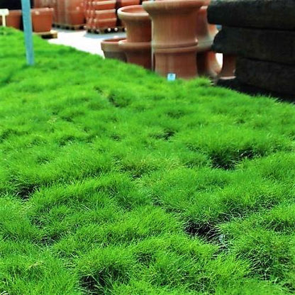 Zoysia Japonica, Korean Lawn Grass – image 4