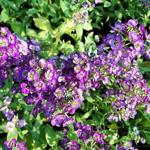 Alyssum, Alisons (small) – image 7