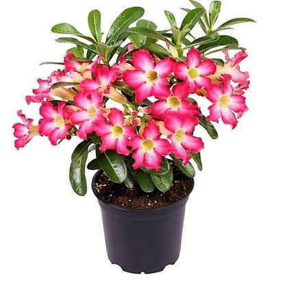Adenium Obesum, Desert Rose – image 3
