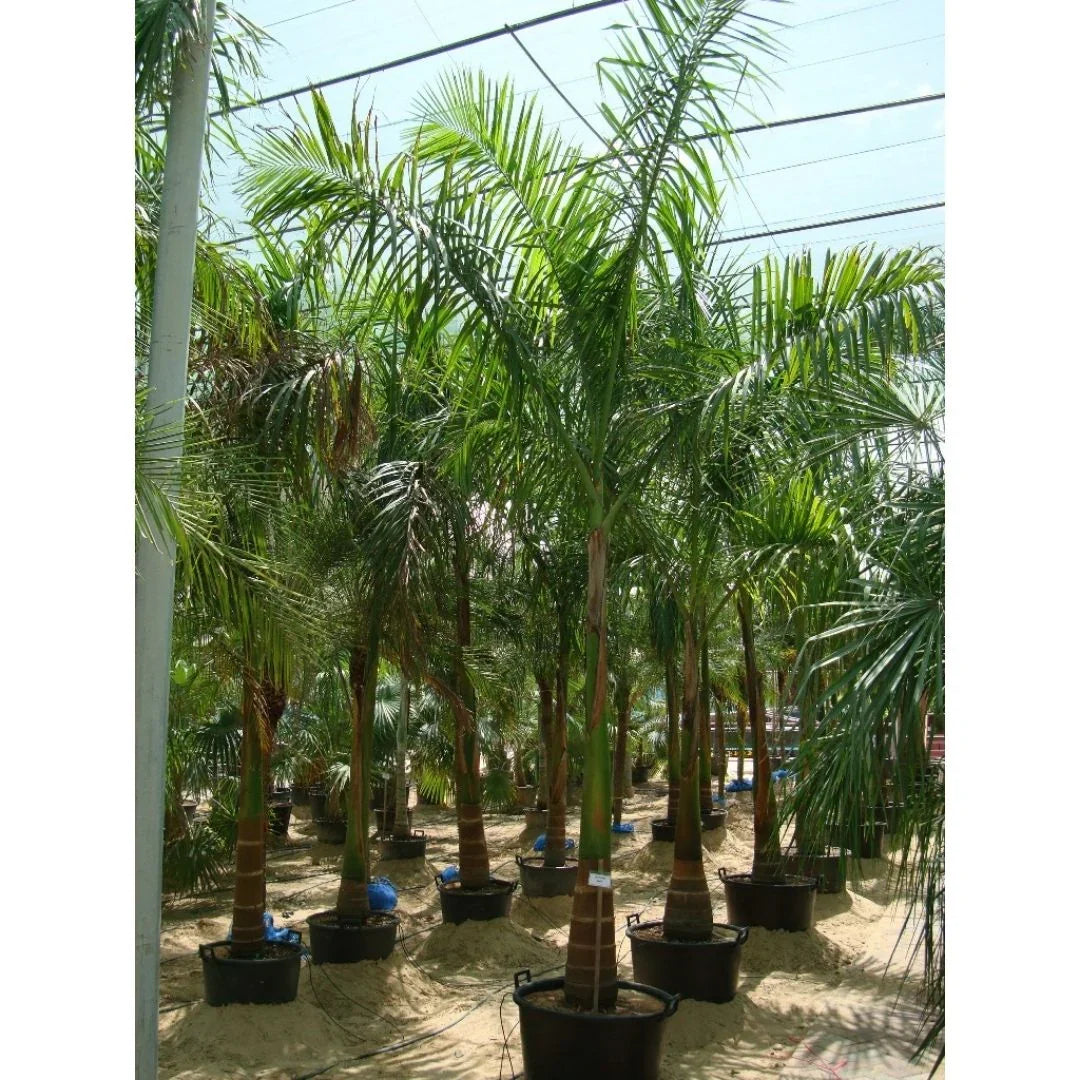 Foxtail Palm, Wodyetia Bifurcata – image 6