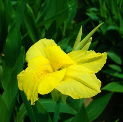 Canna indica, Canna Green – image 2