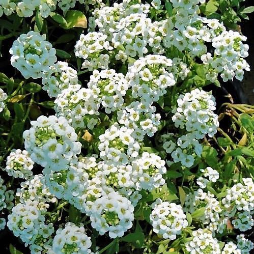 Alyssum, Alisons (small) – image 6