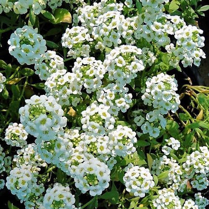 Alyssum, Alisons (small) – image 6