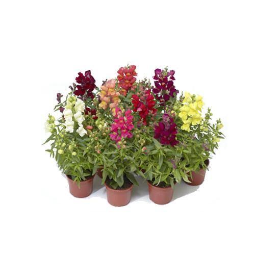 Antirrhium Majus, Snapdragon, Antirrhinum (small) – image 5