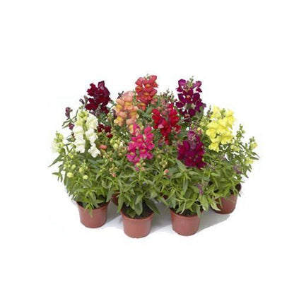 Antirrhium Majus, Snapdragon, Antirrhinum (small) – image 5